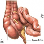 apandist nedir