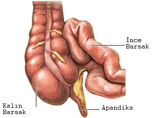 apandist nedir 