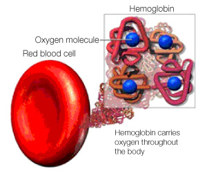 What is hemoglobin? What is the limit of it?