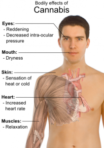 Bodily_effects_of_cannabis