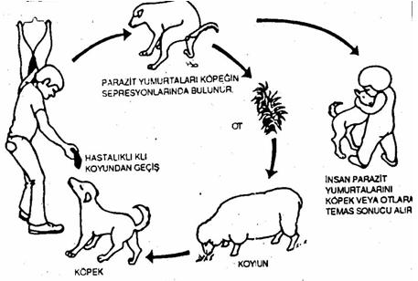 Kist Hidatik Nedir ? Nasıl Bulaşır ?