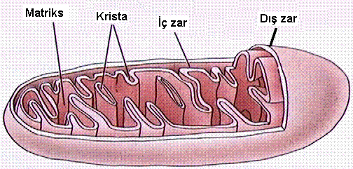 Mitokondri Nedir Mitokondri Hastalıkları Nelerdir ?