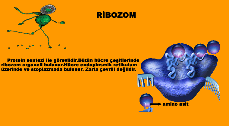 Ribozom Nedir? Ribozomlar Hücrede ne işe yarar?