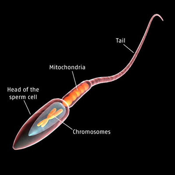 Azospermi Nedir ? Erkeklerde sperm yokluğu Nedir ?